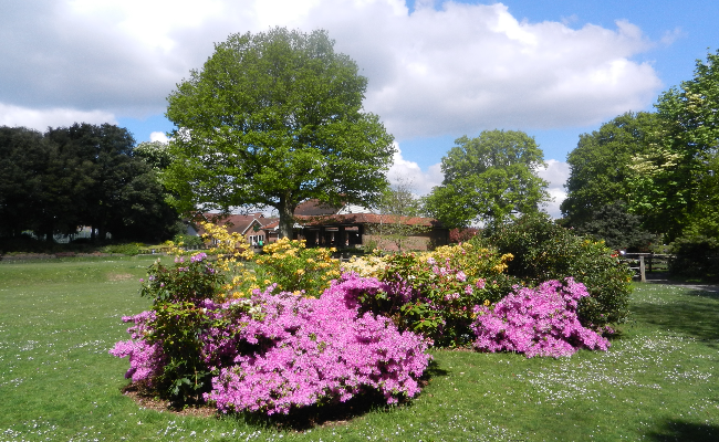 View of flowers in a park at Haywards Heath